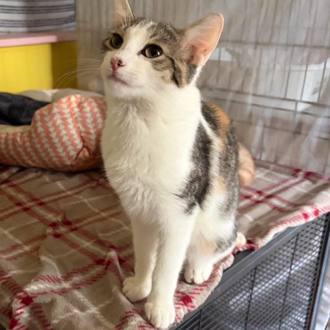 Enlarge Ella, a Adoptable Domestic Short Hair in DeWitt, NY image 4/5