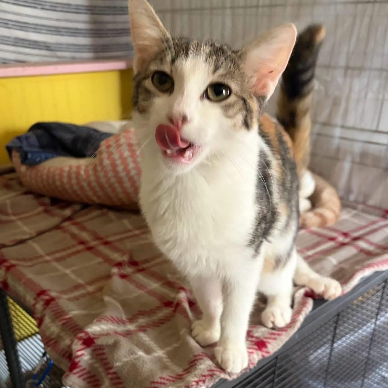 Enlarge Ella, a Adoptable Domestic Short Hair in DeWitt, NY image 5/5
