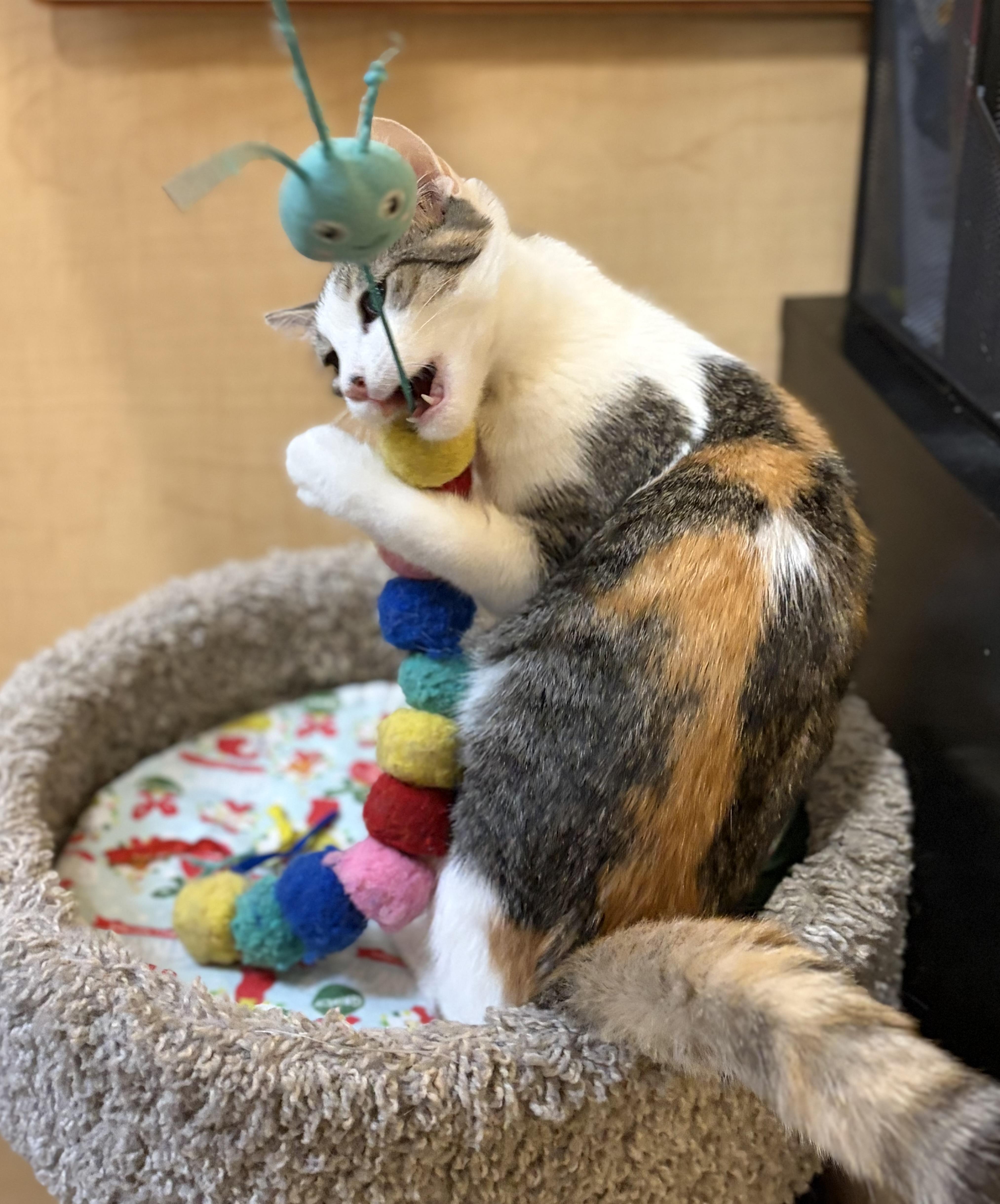 Enlarge Ella, a Adoptable Domestic Short Hair in DeWitt, NY image 2/5
