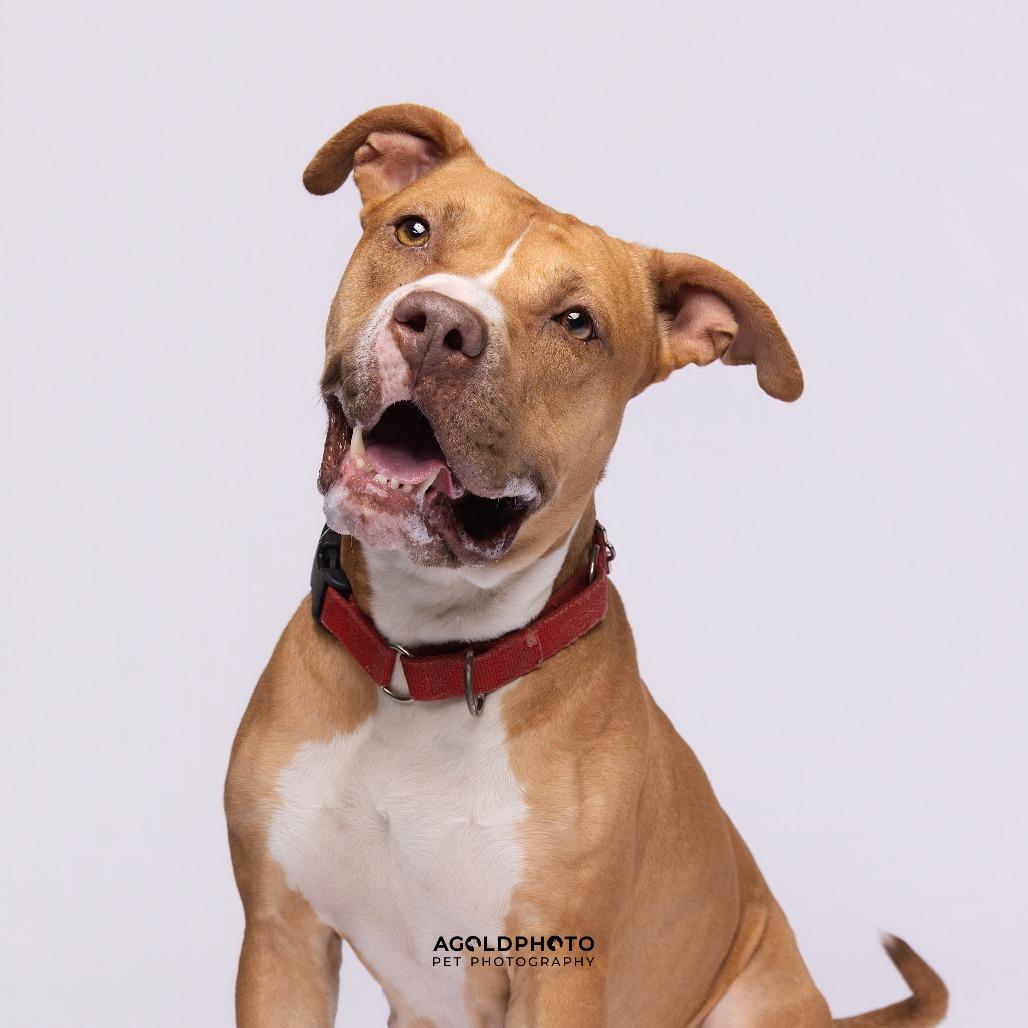 Autumn, Adoptable, Adult Female Mixed Breed.