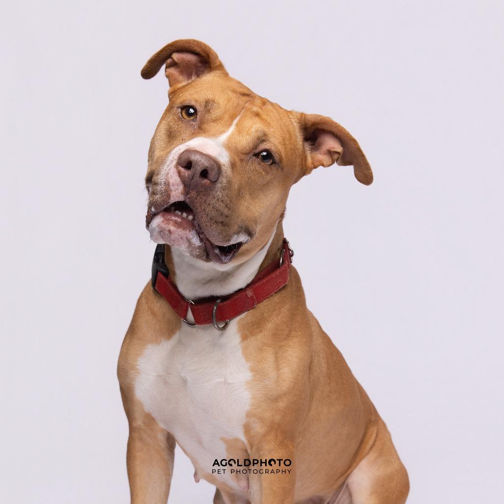 Autumn, a Adoptable Mixed Breed in Sarasota, FL image 2/6