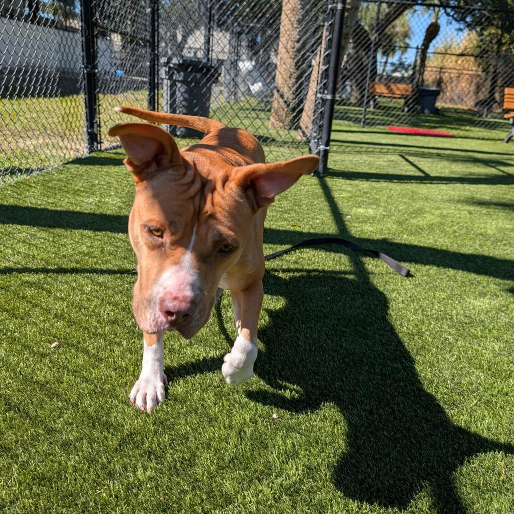 Enlarge Autumn, a Adoptable Mixed Breed in Sarasota, FL image 1/6