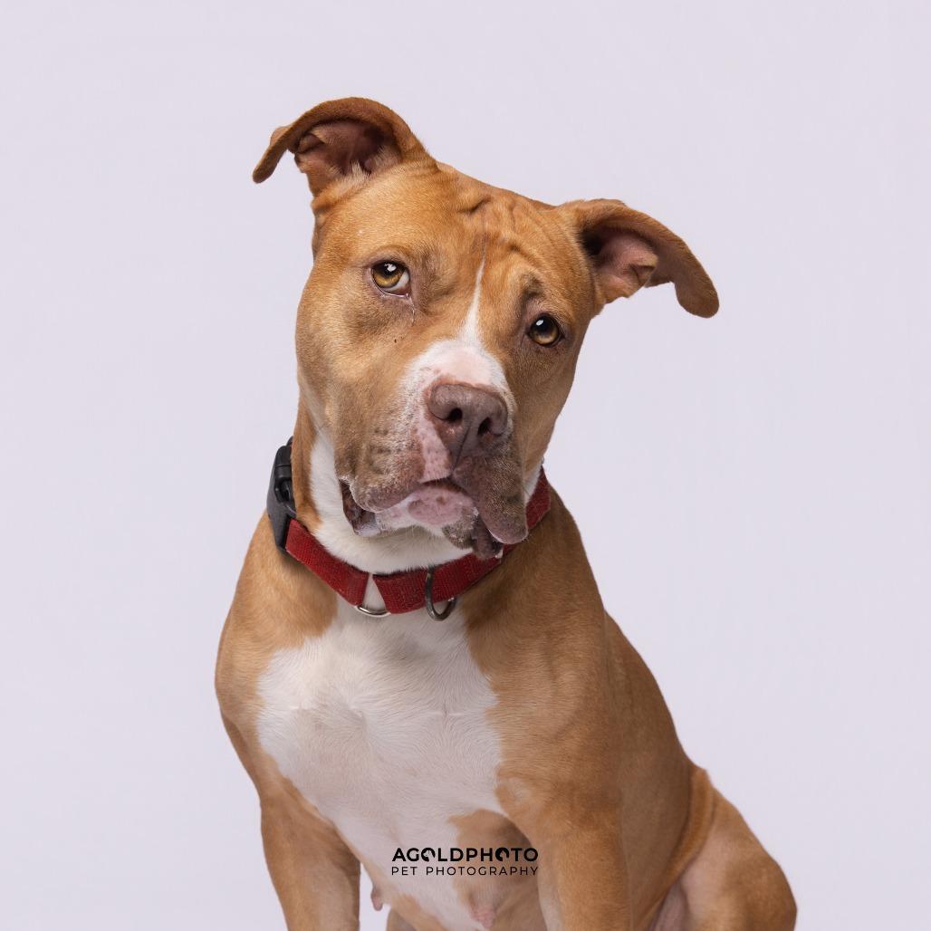Autumn, a Adoptable Mixed Breed in Sarasota, FL image 4/6