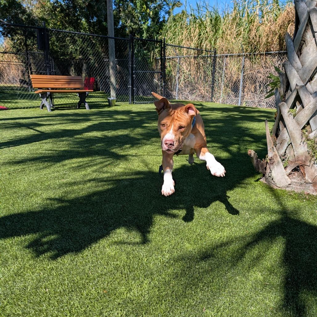 Enlarge Autumn, a Adoptable Mixed Breed in Sarasota, FL image 2/6