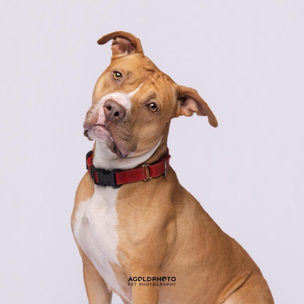 Autumn, a Adoptable Mixed Breed in Sarasota, FL image 5/6
