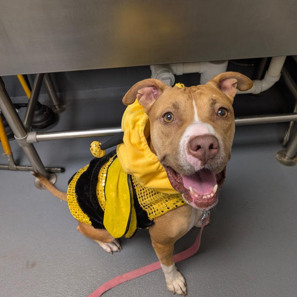 Enlarge Autumn, a Adoptable Mixed Breed in Sarasota, FL image 3/6