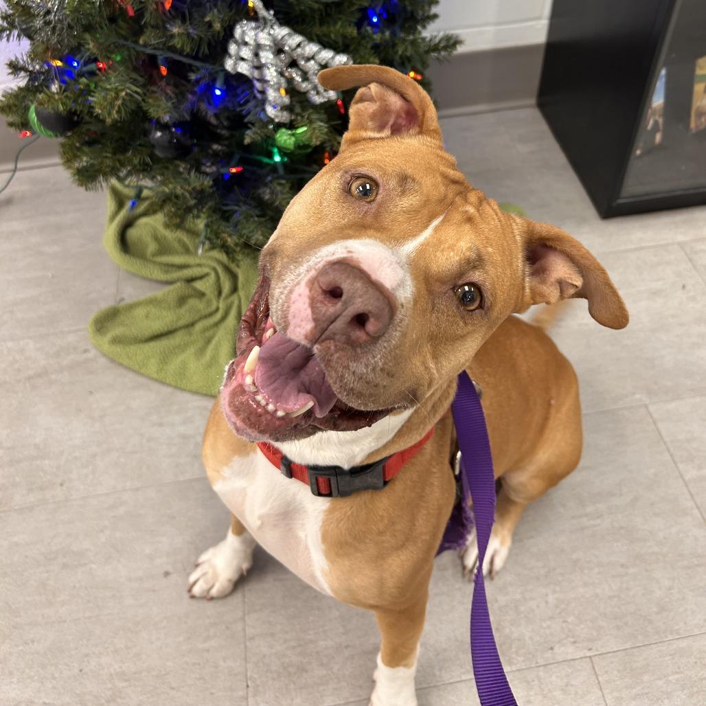 Enlarge Autumn, a Adoptable Mixed Breed in Sarasota, FL image 4/6