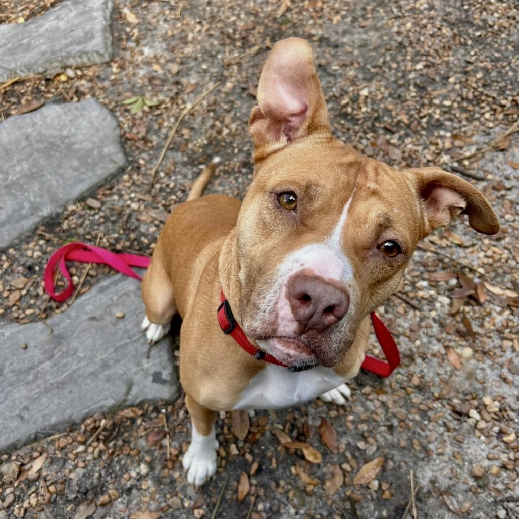 Autumn, a Adoptable Mixed Breed in Sarasota, FL image 6/6