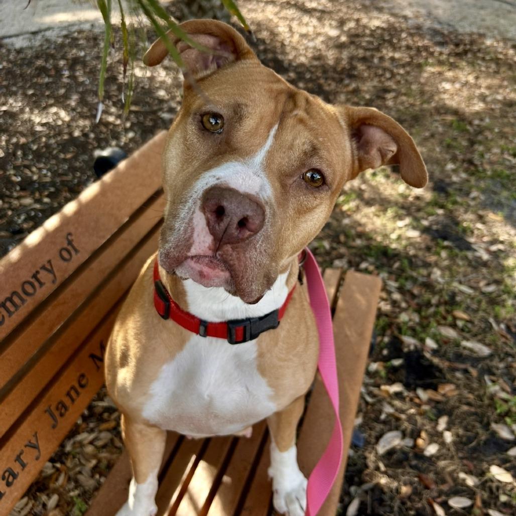 Enlarge Autumn, a Adoptable Mixed Breed in Sarasota, FL image 6/6