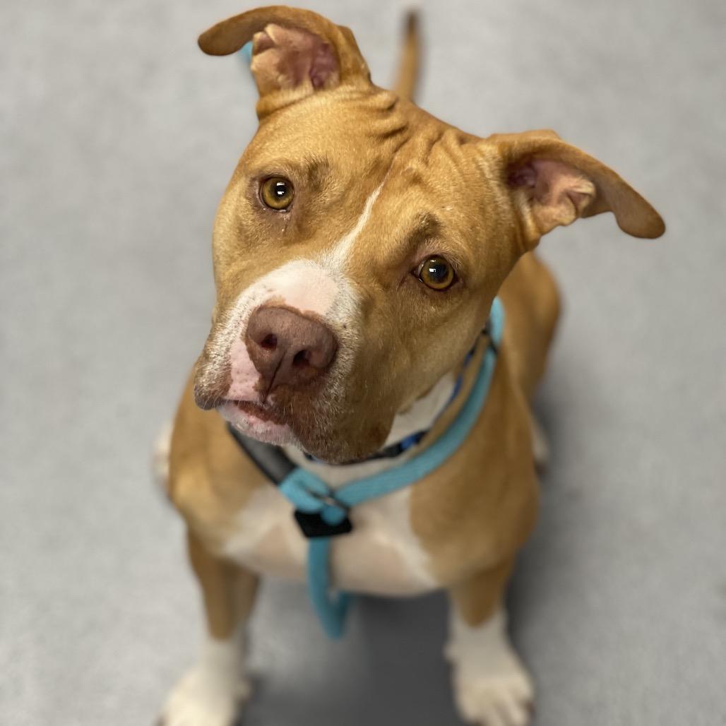 Enlarge Autumn, a Adoptable Mixed Breed in Sarasota, FL image 6/6