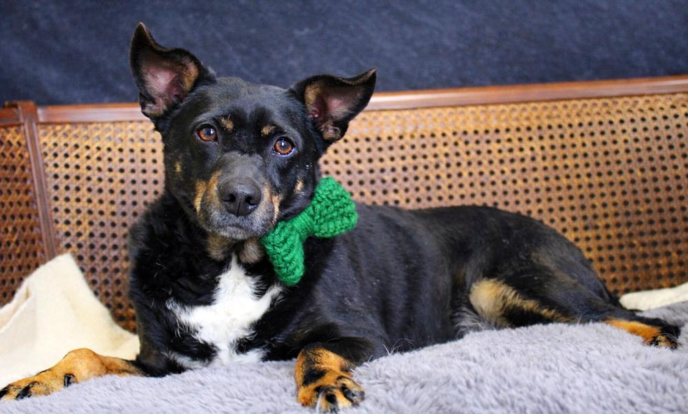 Authur, an adoption pending mixed breed in Cheboygan, MI image 6/6