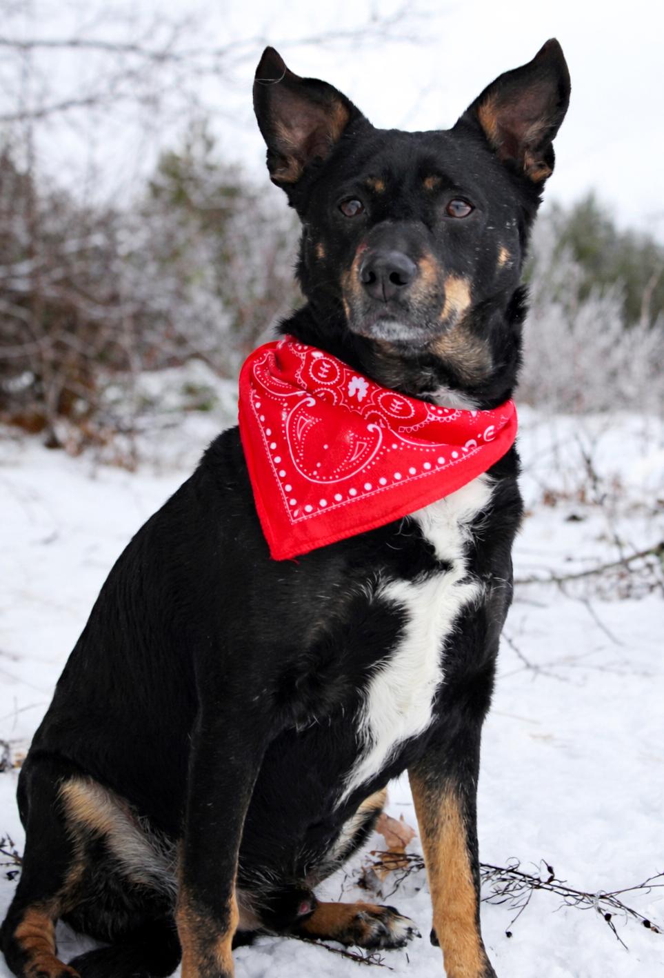 Authur, an adoption pending mixed breed in Cheboygan, MI image 3/6