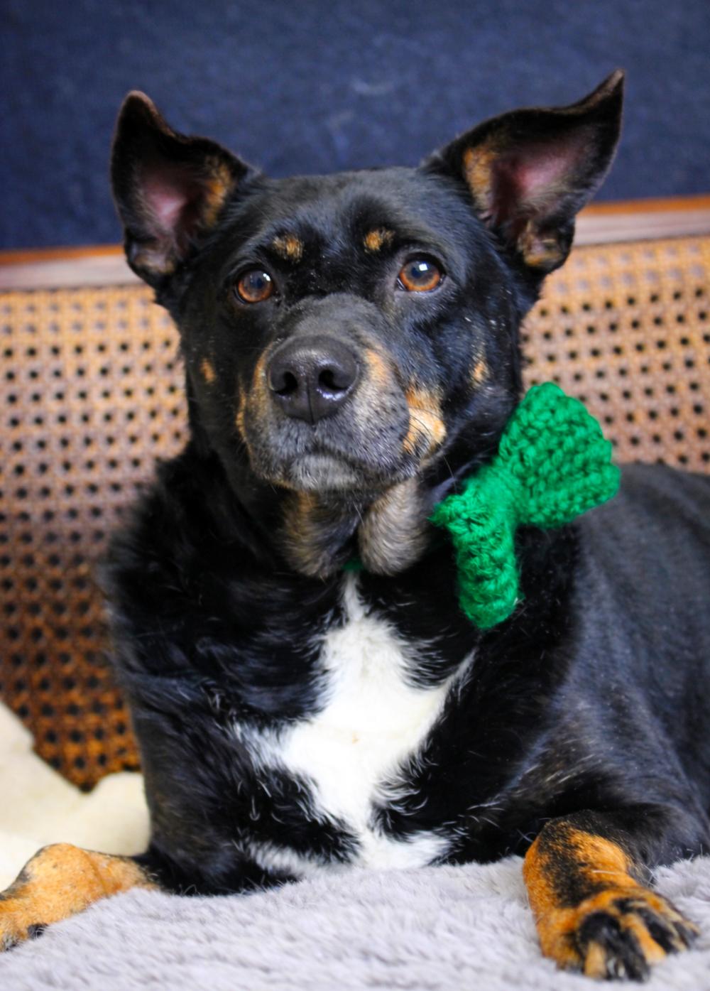 Authur, an adoption pending mixed breed in Cheboygan, MI image 1/6