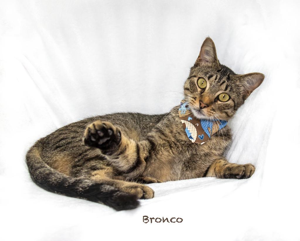 Bronco, Adoptable, Young Male Domestic Short Hair.