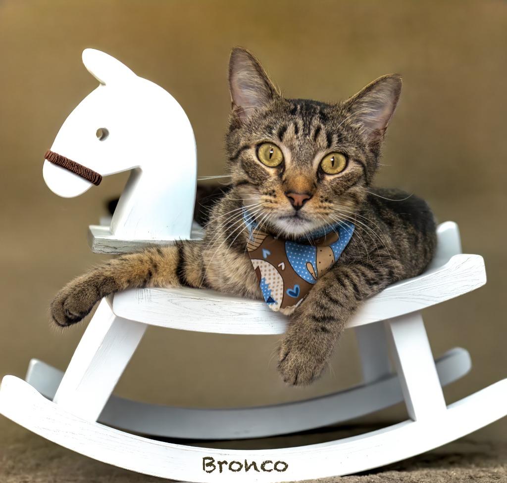 Enlarge Bronco, a Adoptable mixed breed in Hot Springs Village, AR image 2/3