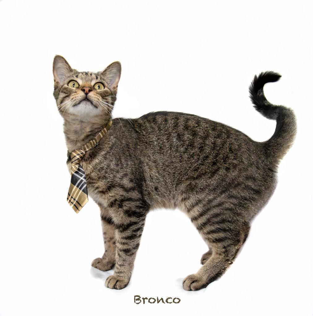 Enlarge Bronco, a Adoptable mixed breed in Hot Springs Village, AR image 3/3