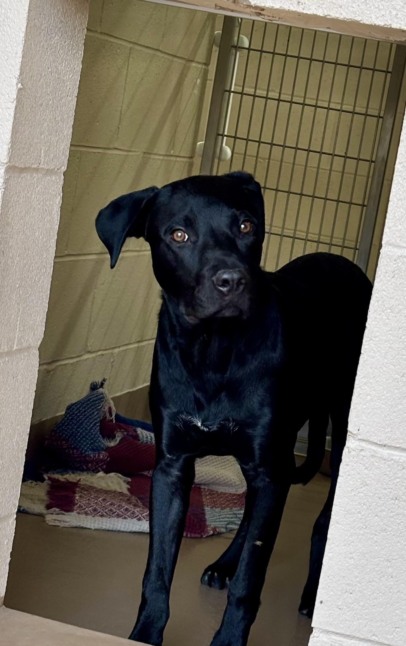 Apollo, Adoptable, Adult Male Pit Bull Terrier & Australian Shepherd.