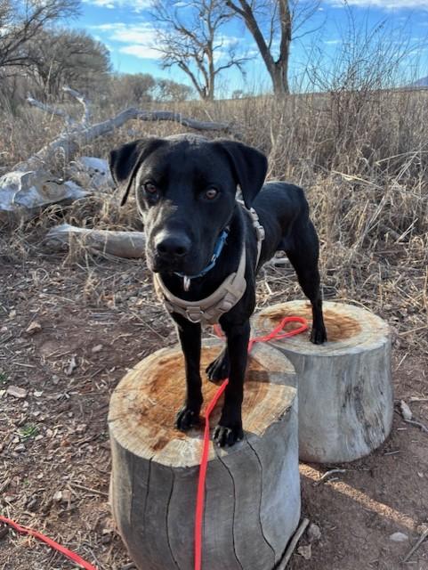 Apollo, Adoptable, Adult Male Pit Bull Terrier & Australian Shepherd.