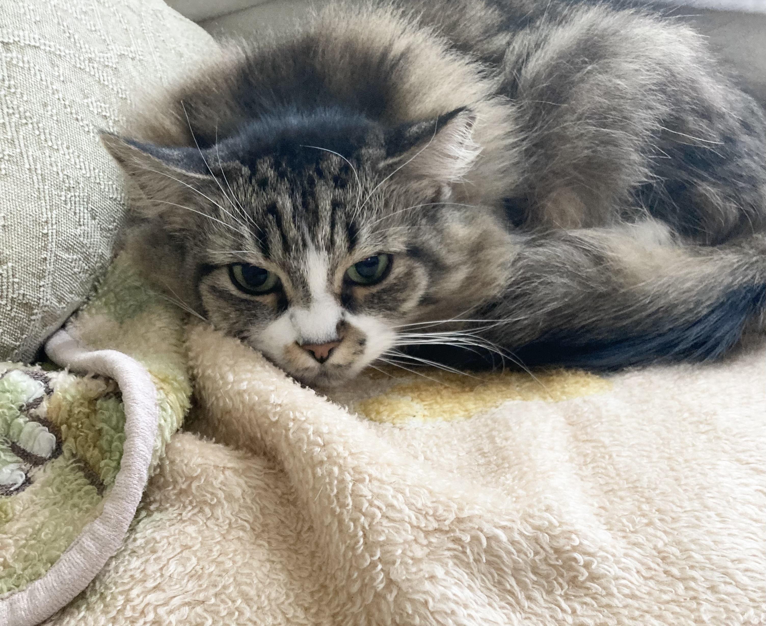 Emily, Adoptable, Adult Female Domestic Long Hair.