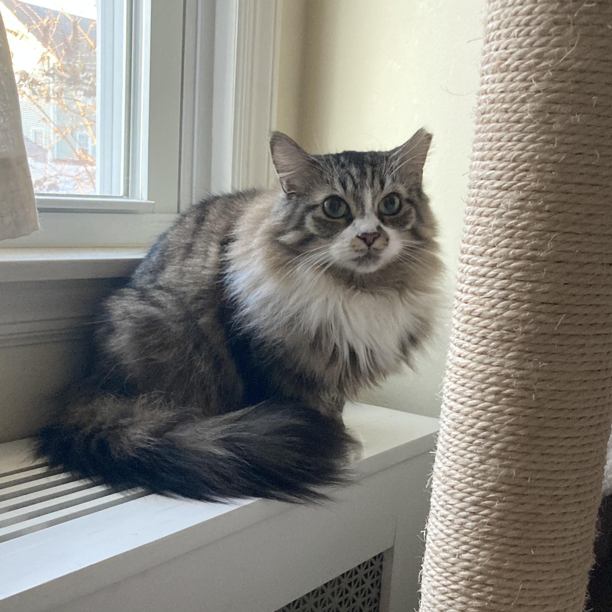 Emily, a Adoptable Domestic Long Hair in Garwood, NJ image 4/8