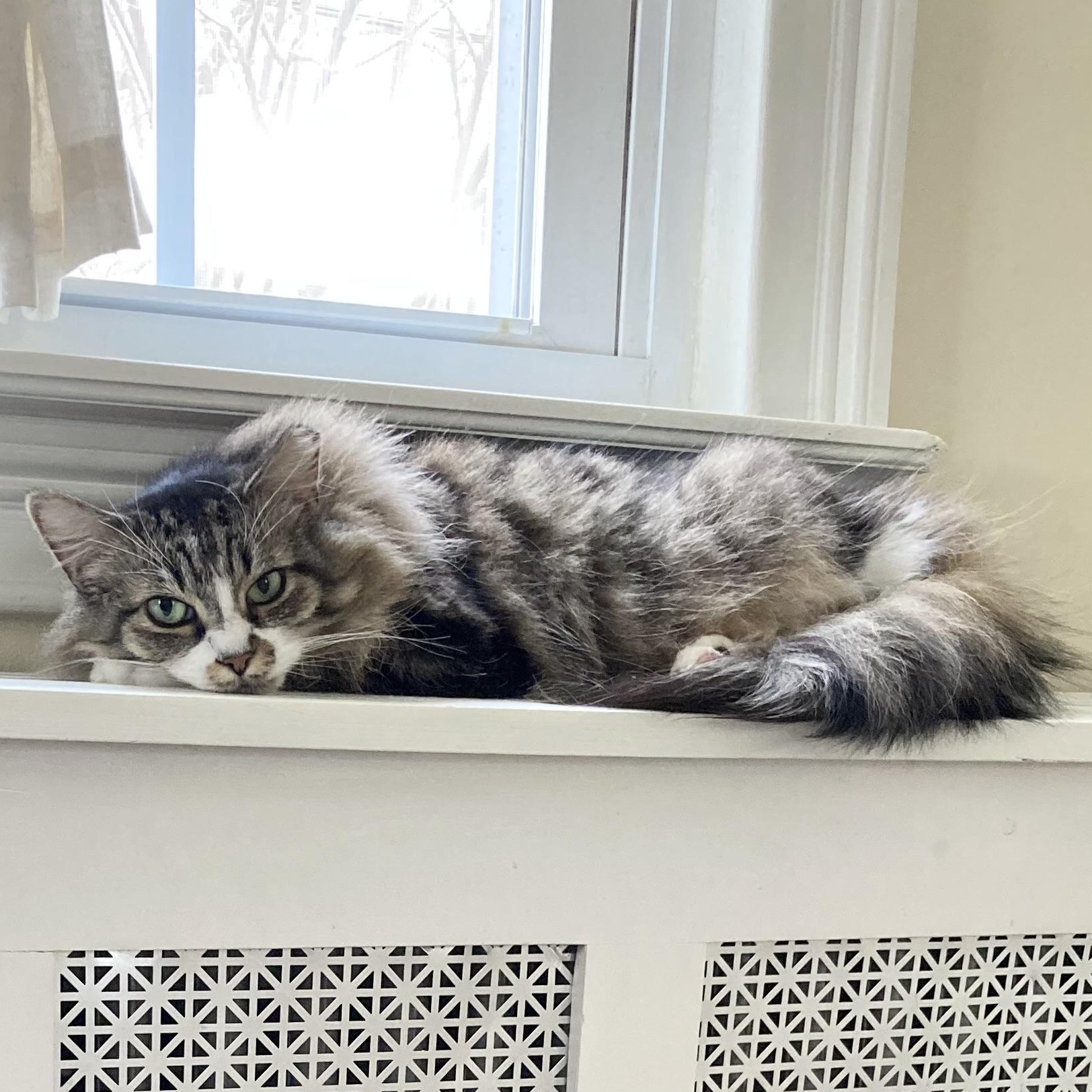 Emily, a Adoptable Domestic Long Hair in Garwood, NJ image 2/8