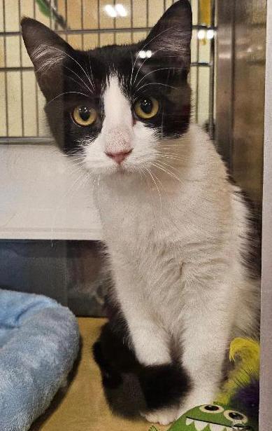 Ducky, Adopted, Young Female Domestic Short Hair.