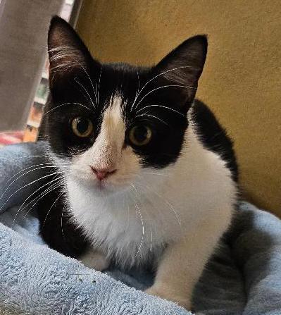 Enlarge Ducky, a Adopted Domestic Short Hair in Tulsa, OK image 2/2