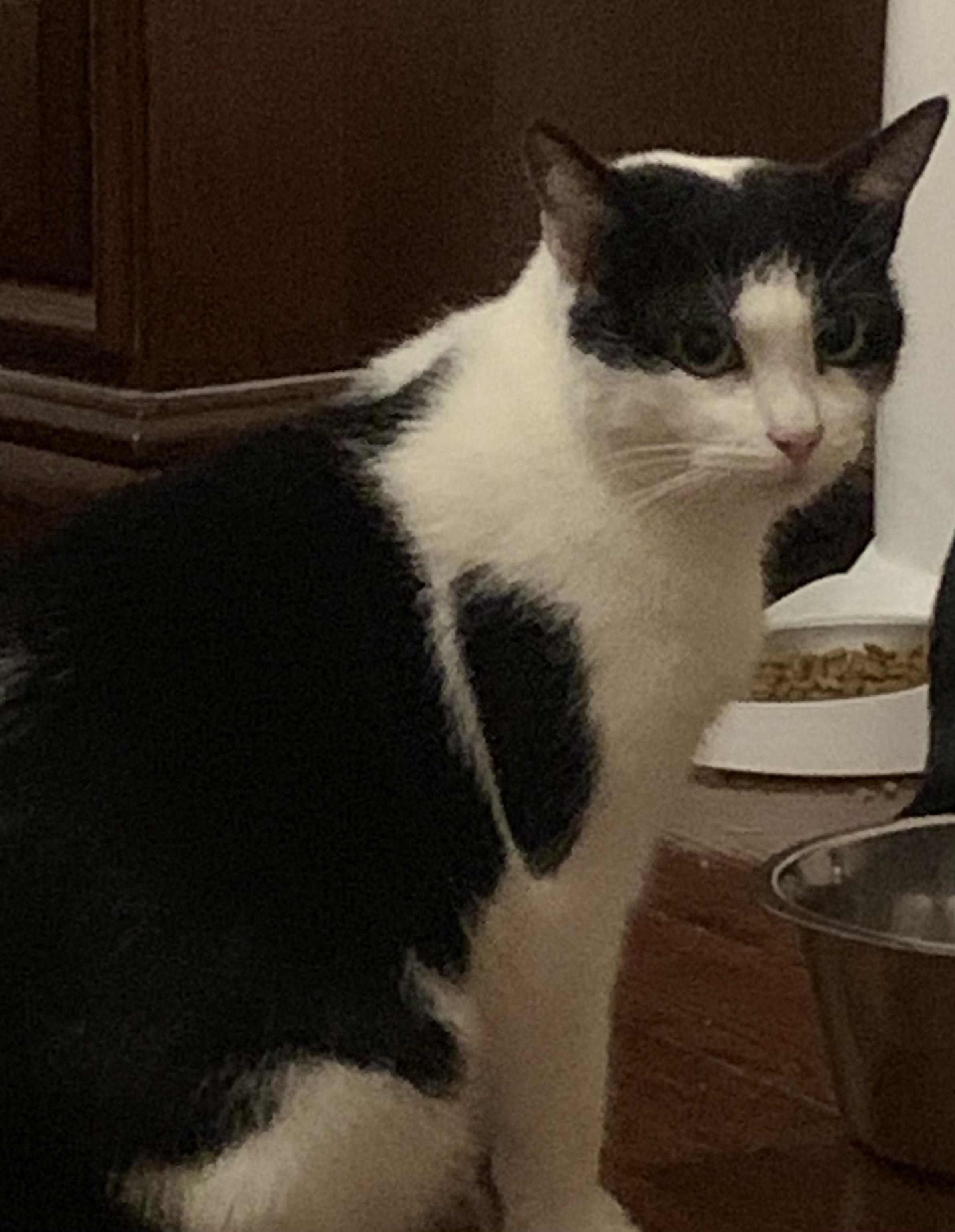 Dodie, ADOPTABLE, Kitten Female Domestic Short Hair.