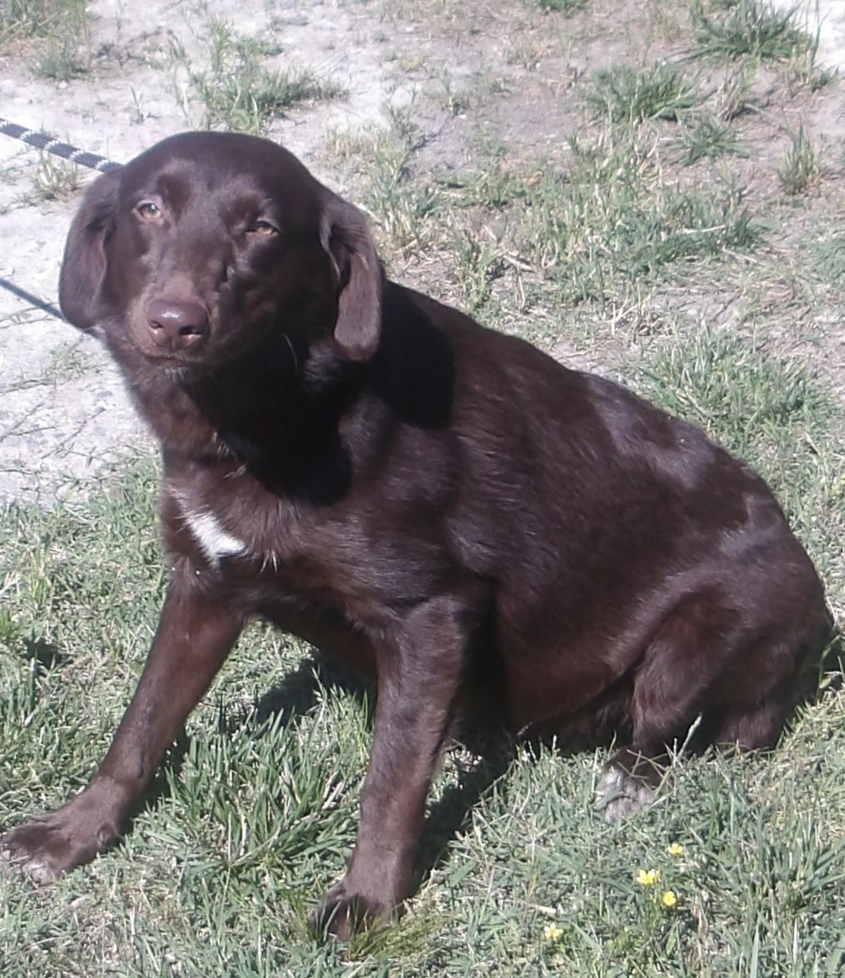 Agave, a ADOPTABLE Labrador Retriever in Gloucester, VA image 1/5