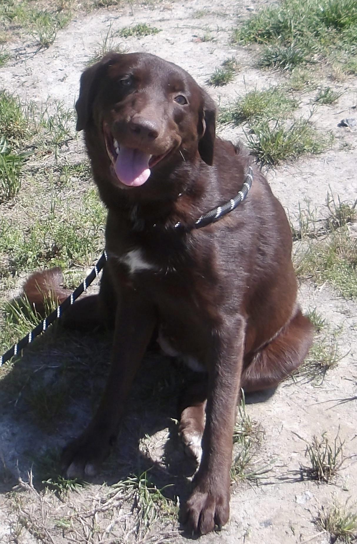 Agave, a ADOPTABLE Labrador Retriever in Gloucester, VA image 4/5