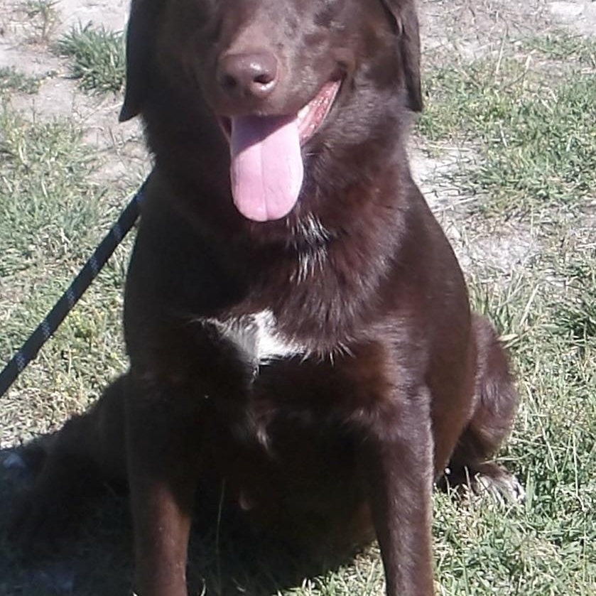 Agave, a ADOPTABLE Labrador Retriever in Gloucester, VA image 5/5