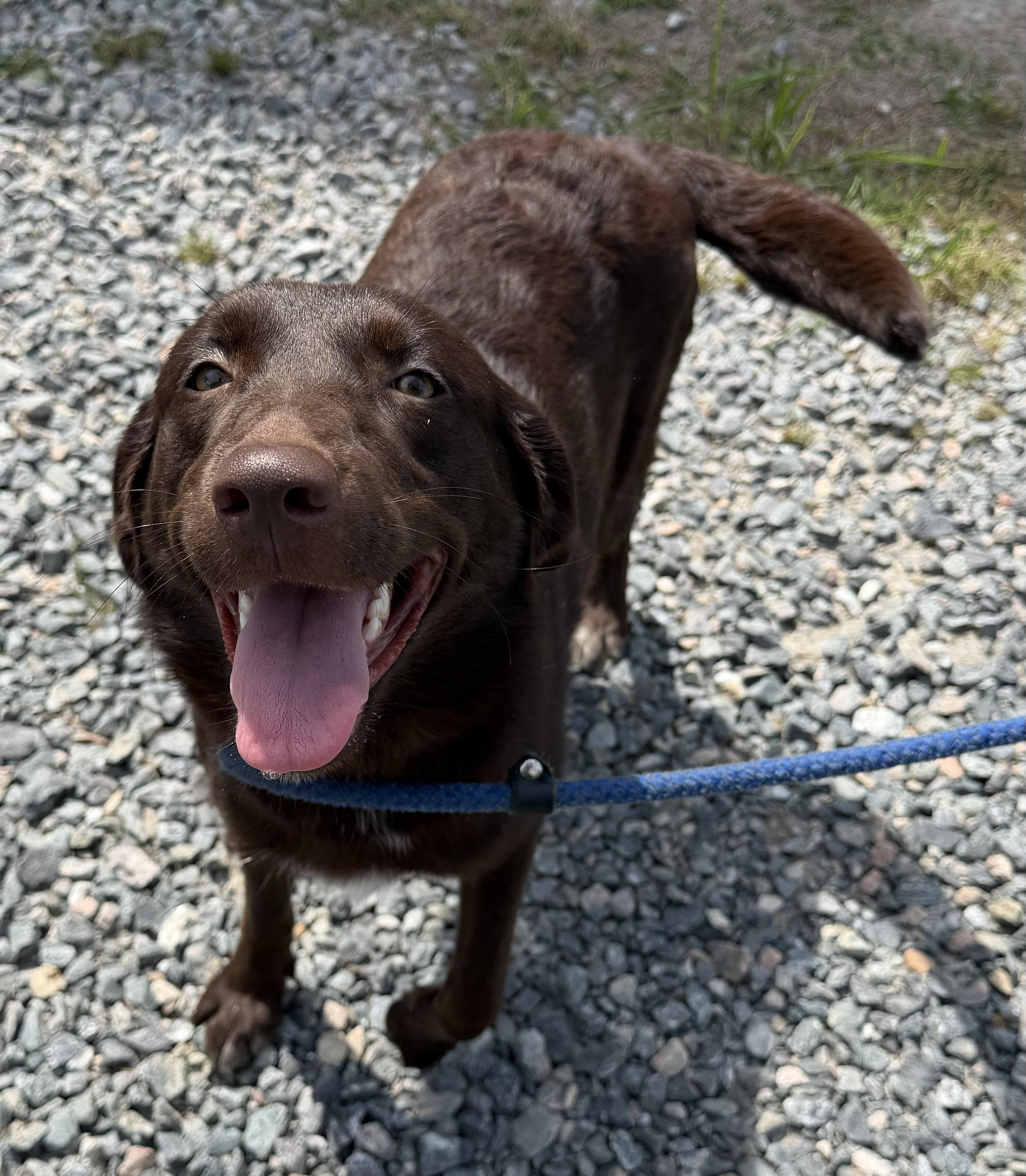 Agave, a ADOPTABLE Labrador Retriever in Gloucester, VA image 2/5