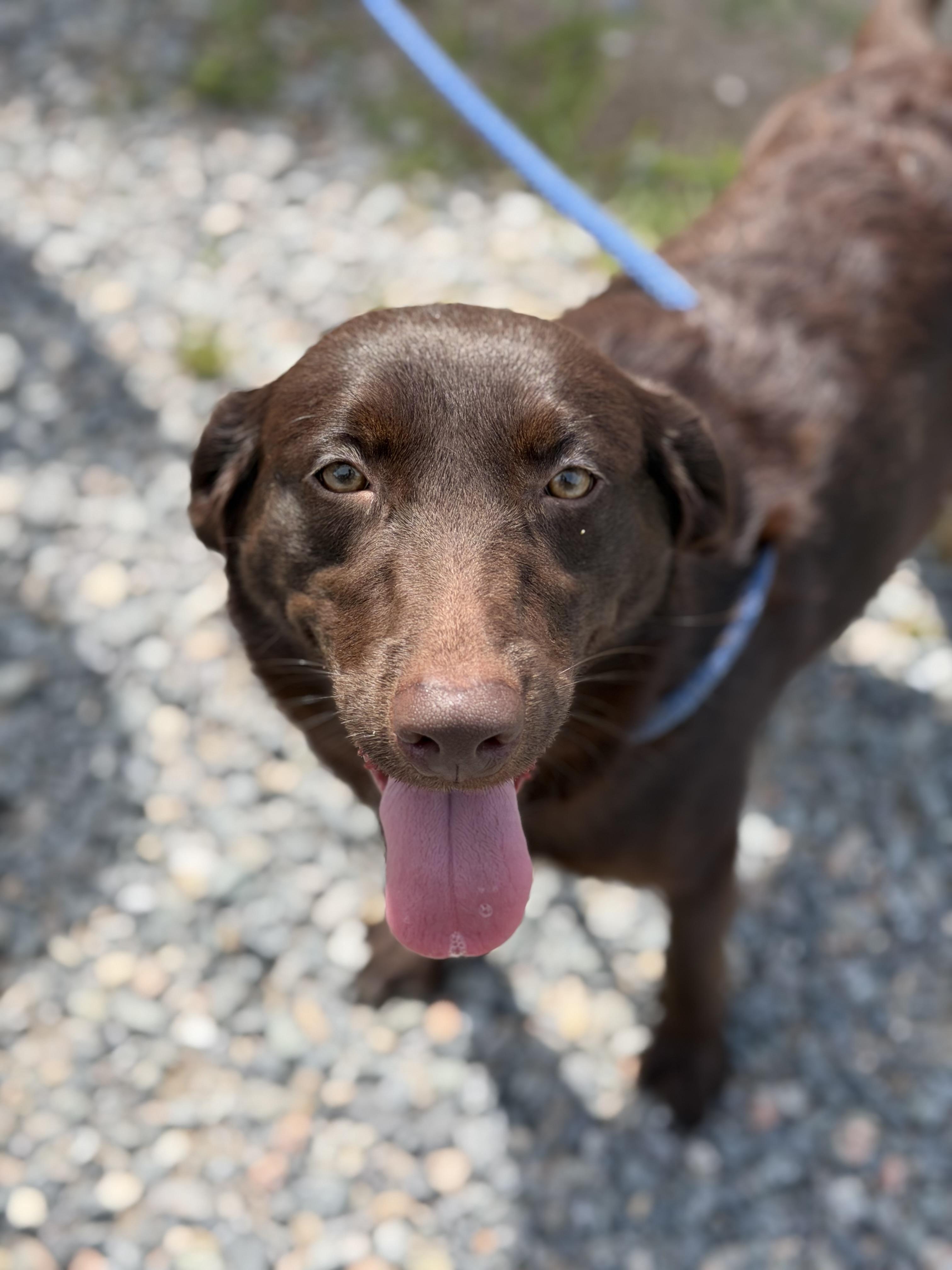 Agave, a ADOPTABLE Labrador Retriever in Gloucester, VA image 3/5