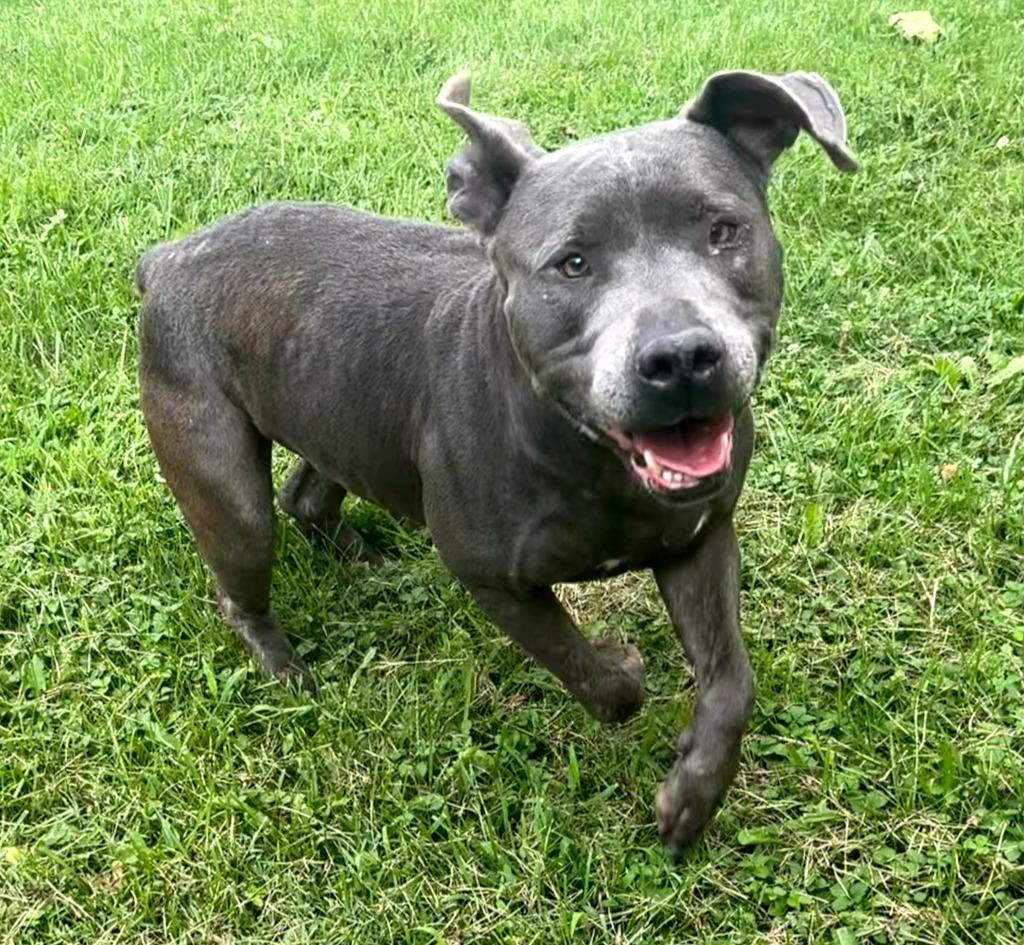 Willow, Adoptable, Adult Female Pit Bull Terrier.