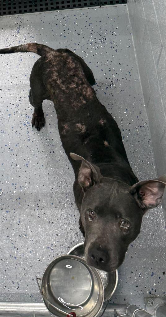 Enlarge Willow, a Adoptable Pit Bull Terrier in Greencastle, IN image 2/2