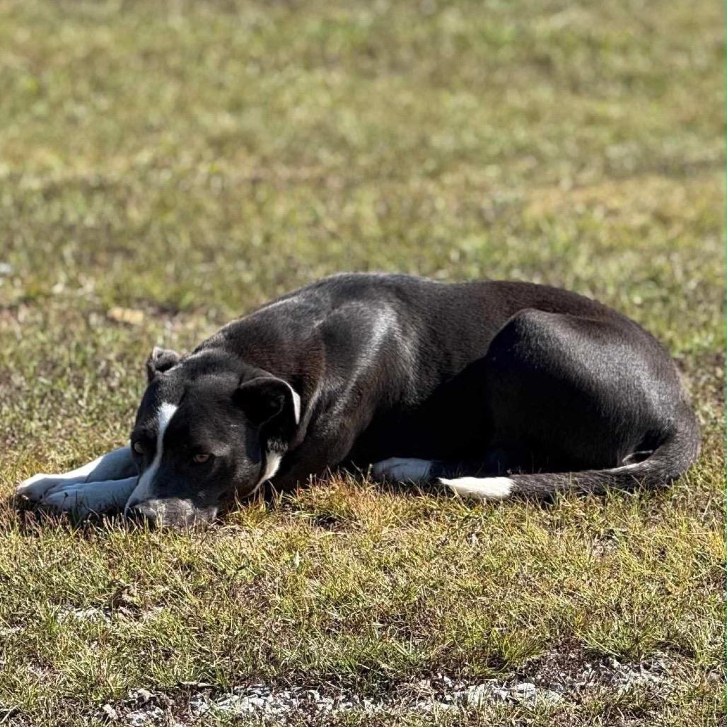 Skye, Adoptable, Adult Female Pit Bull Terrier.