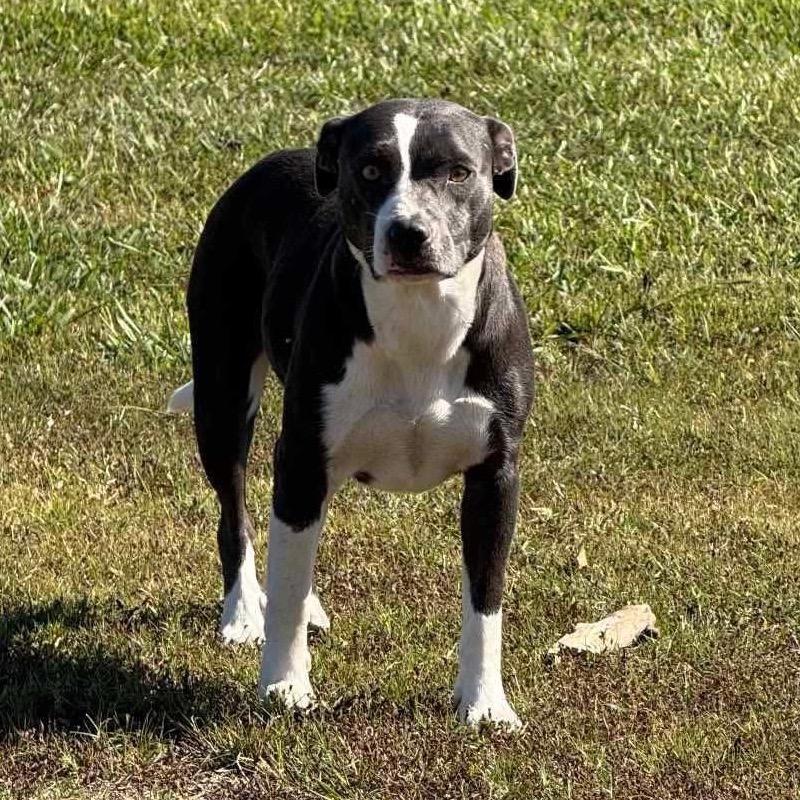 Skye, a Adoptable mixed breed in Huntsville, AL image 2/6