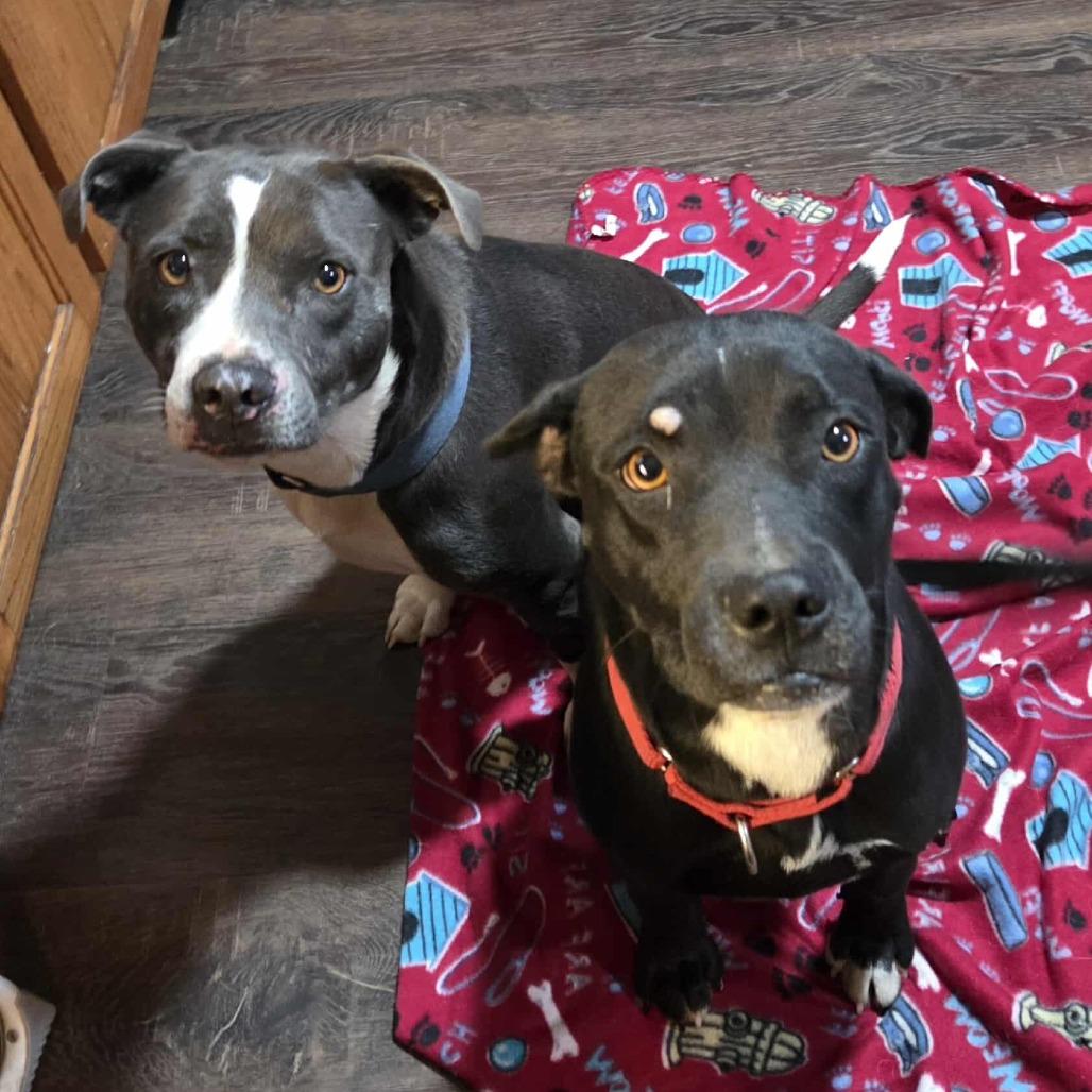 Skye, Adoptable, Adult Female Pit Bull Terrier.