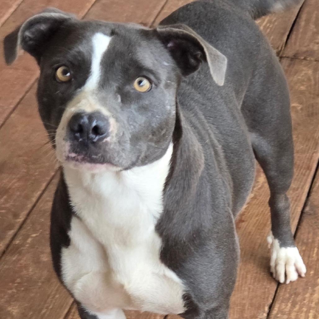 Skye, a Adoptable mixed breed in Huntsville, AL image 4/6