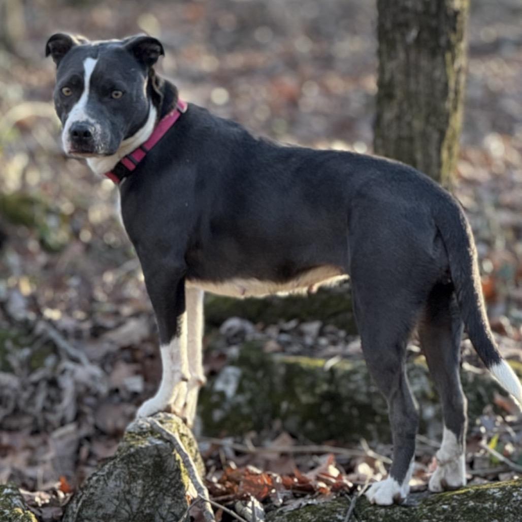 Enlarge Skye, a Adoptable mixed breed in Huntsville, AL image 2/6