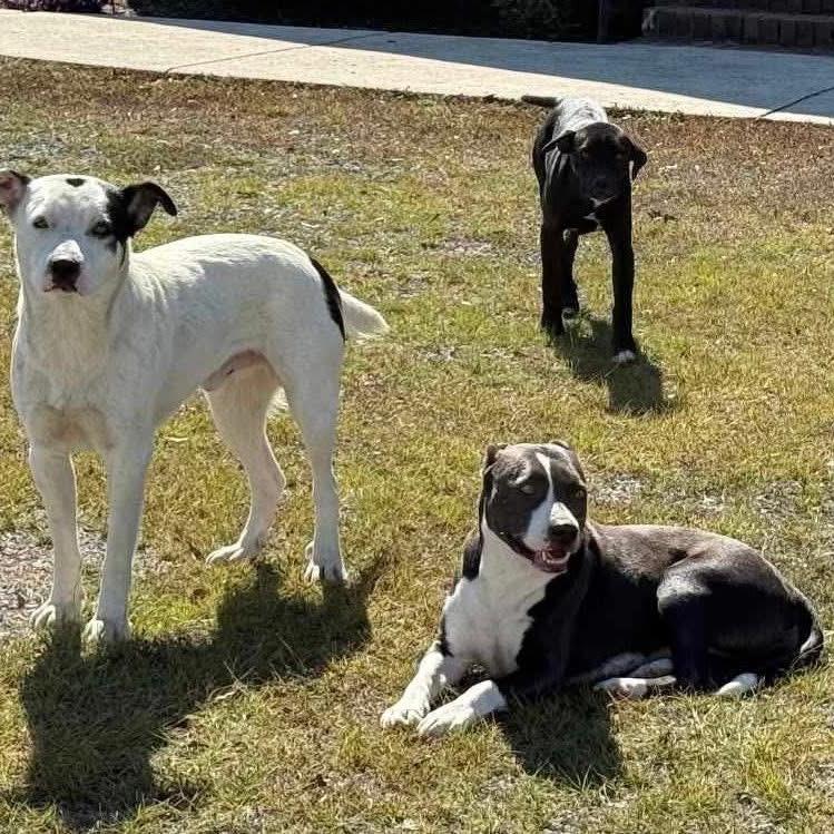 Skye, a Adoptable mixed breed in Huntsville, AL image 5/6