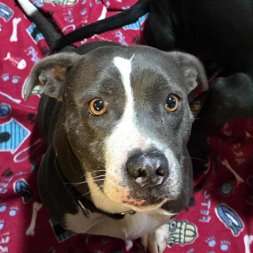 Enlarge Skye, a Adoptable mixed breed in Huntsville, AL image 3/6