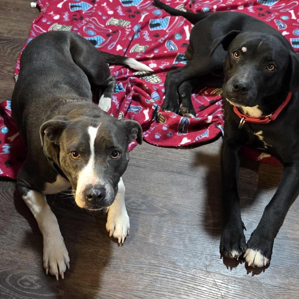 Enlarge Skye, a Adoptable mixed breed in Huntsville, AL image 4/6