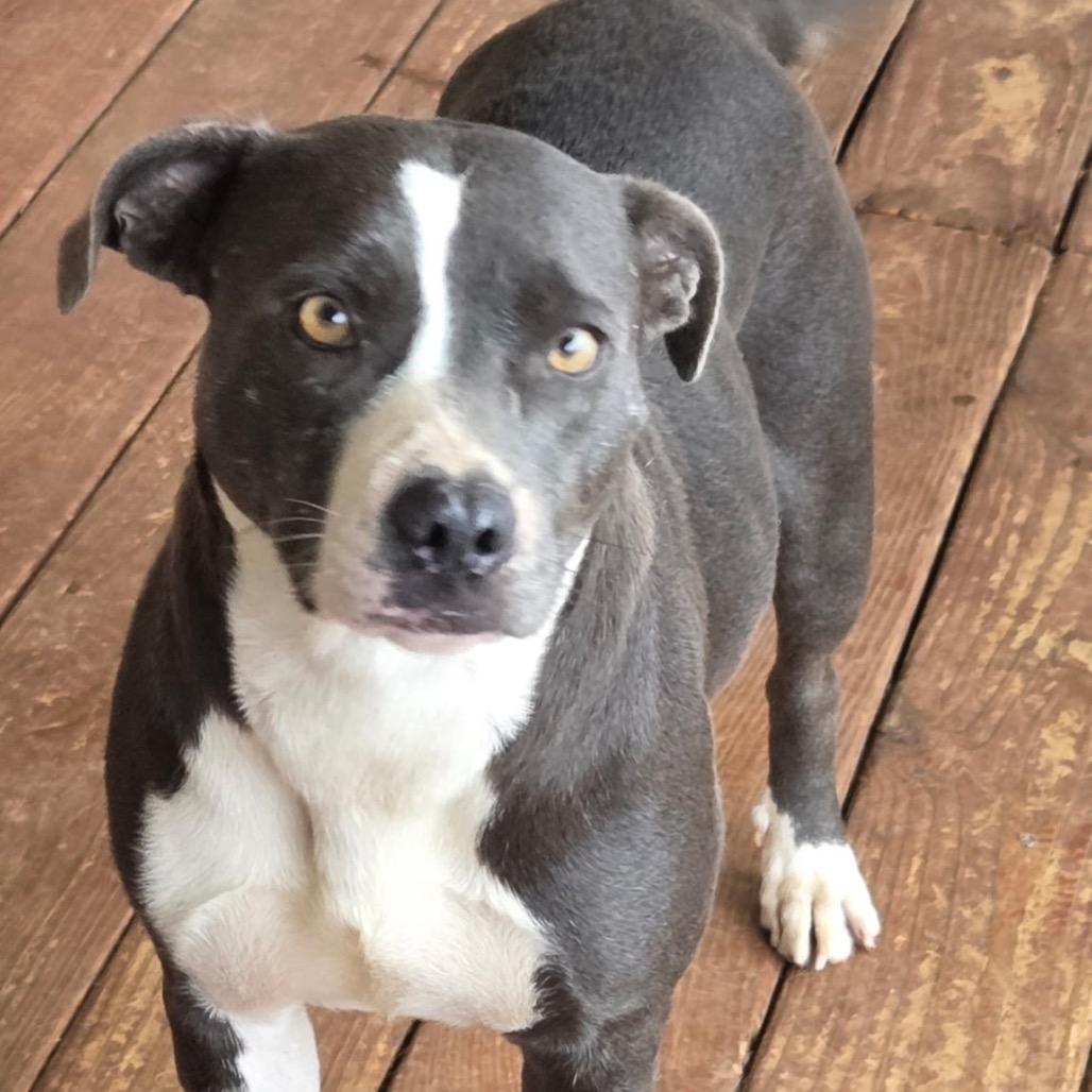 Enlarge Skye, a Adoptable mixed breed in Huntsville, AL image 5/6