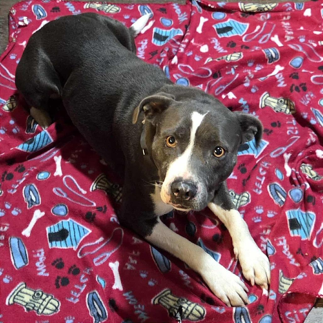 Skye, a Adoptable mixed breed in Huntsville, AL image 6/6