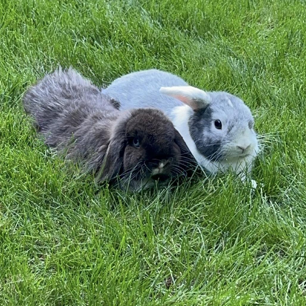 Enlarge Brownie Blue (bonded with TJ), a Adoptable Holland Lop in Portland, OR image 1/5