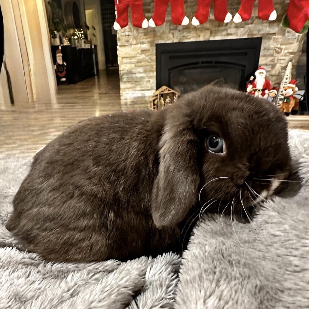 Enlarge Brownie Blue (bonded with TJ), a Adoptable Holland Lop in Portland, OR image 2/5