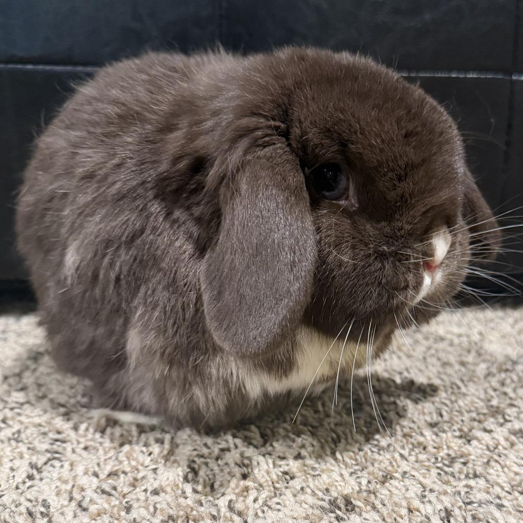 Enlarge Brownie Blue (bonded with TJ), a Adoptable Holland Lop in Portland, OR image 3/5