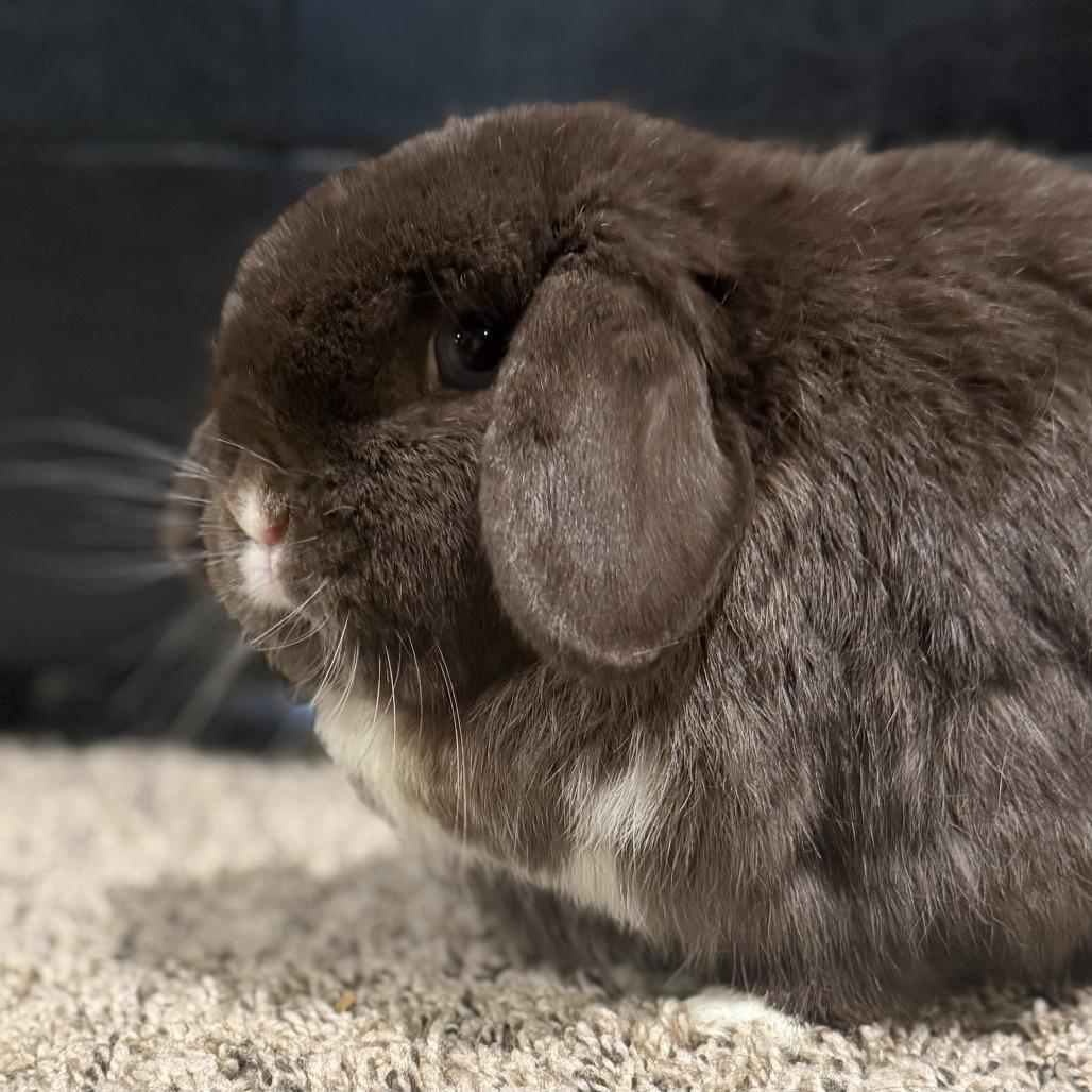 Enlarge Brownie Blue (bonded with TJ), a Adoptable Holland Lop in Portland, OR image 4/5