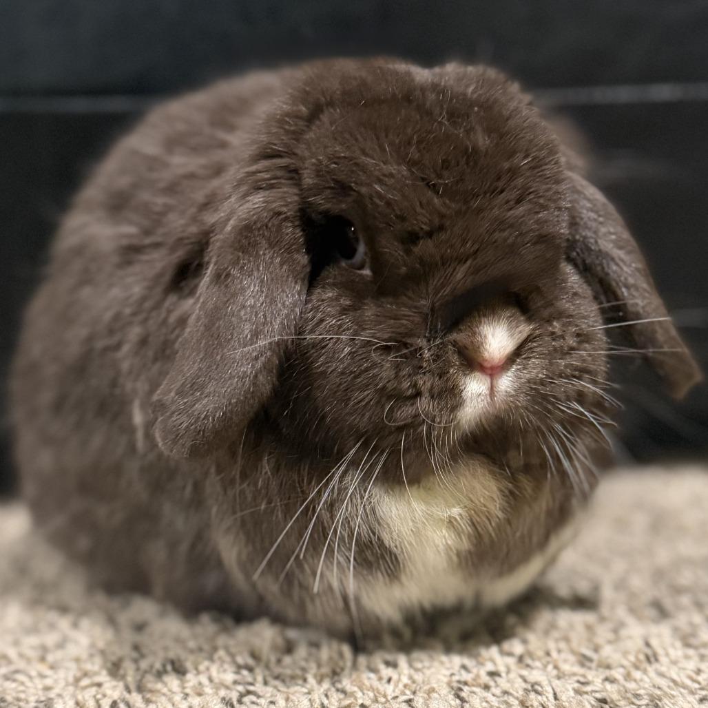 Enlarge Brownie Blue (bonded with TJ), a Adoptable Holland Lop in Portland, OR image 5/5